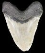 Heavy, Megalodon Tooth - North Carolina #49502-2